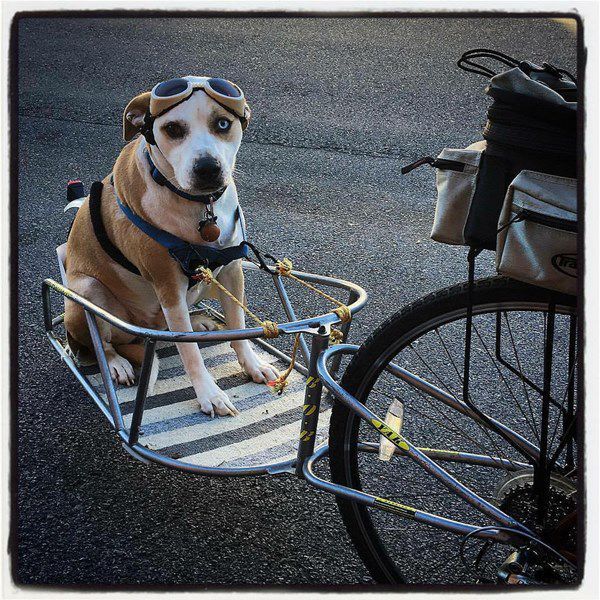 Pet Star 200.jpg